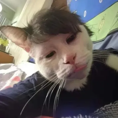 ảnh meme Mèo selfie bựa
