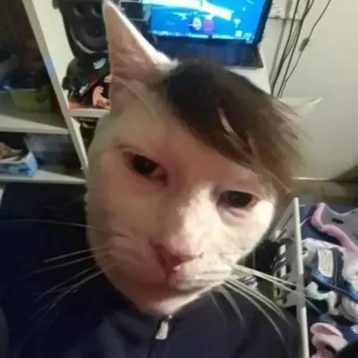 meme Mèo selfie bựa