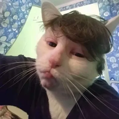 ảnh meme Mèo selfie bựa