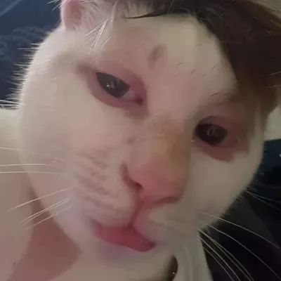 ảnh meme Mèo selfie bựa