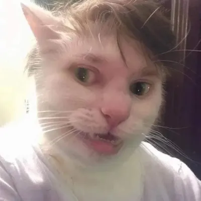 ảnh meme Mèo selfie bựa
