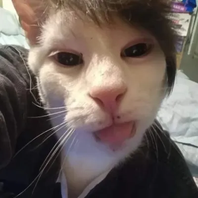 ảnh meme Mèo selfie bựa
