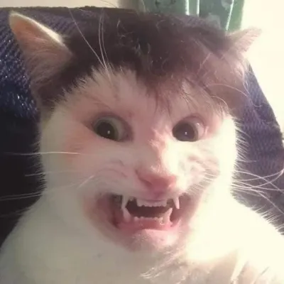 ảnh meme Mèo selfie bựa