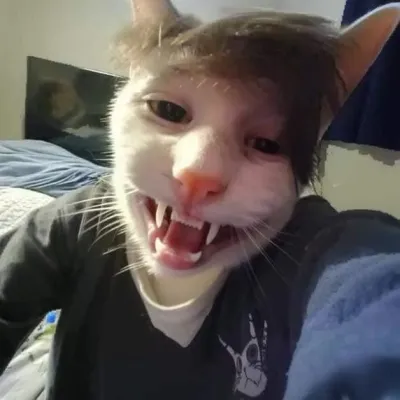 ảnh meme Mèo selfie nhe răng