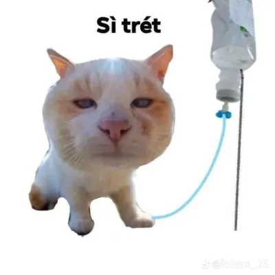 ảnh meme mèo sì trét cute