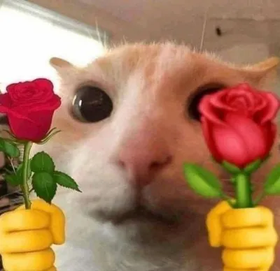ảnh meme cute chú mèo cầm hai bông hoa để tặng