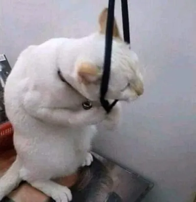 ảnh meme mèo buồn chả vờ thắt cổ