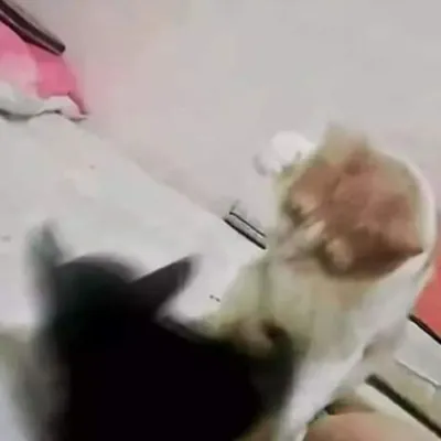 ảnh meme mèo trắng đấm mèo đen hài hước