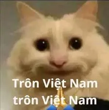 Ảnh meme mèo trôn trôn Việt Nam