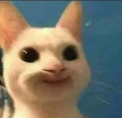 ảnh meme mèo trợn mắt cười hài hước