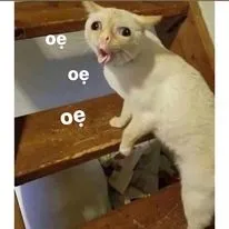 ảnh meme mèo vẻ mặt buồn nôn oẹ oẹ hài hước