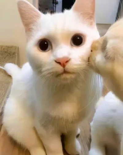 ảnh meme mèo vẻ mặt bất ngờ sung sướng vì được hôn rất cute