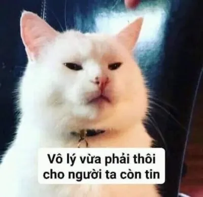 Mèo vô lý vừa phải thôi người ta còn tin trong bức ảnh meme hài hước
