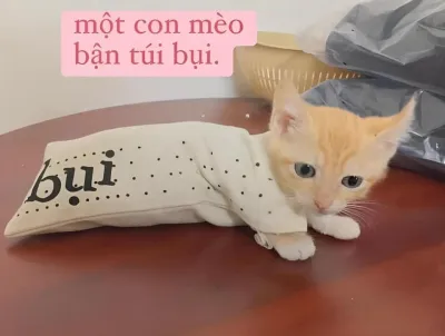 ảnh meme chơi chữ một con mèo bận túi bụi