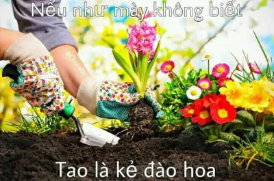 ảnh meme chơi chữ nếu như mày không biết, tao là kẻ đào hoa