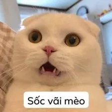 ảnh meme bựa sốc vãi mèo