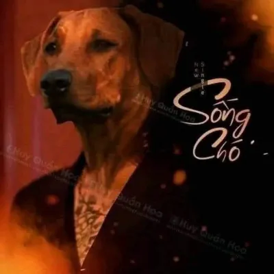 Ảnh meme Sống chó | K-ICM x Jack 5 củ