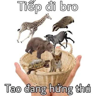 ảnh meme chơi chữ tiếp đi bro, tao đang hứng thú