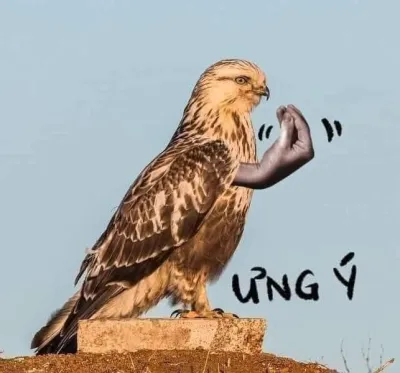 ảnh meme chơi chơi Ưng Ý