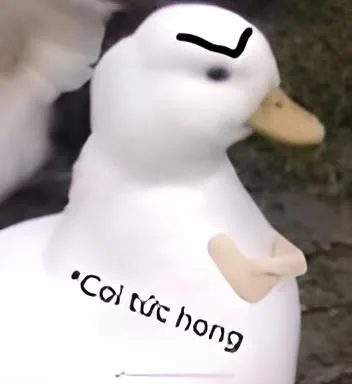 Ảnh meme Vịt coi tức hong