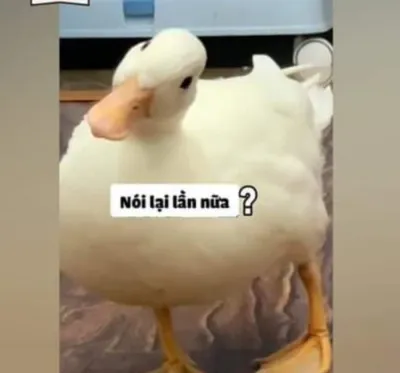 ảnh meme cute vịt nghiêng đầu hỏi nói lại lần nữa ?