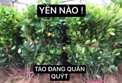 ảnh meme chơi chữ yên nào! tao đang quấn quýt